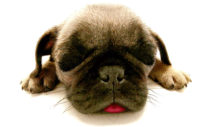 Qui a dit que c'était dur la vie de chien!?