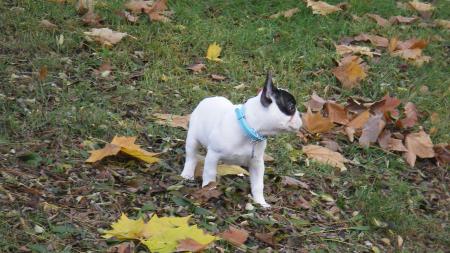 Découverte de l'automne
