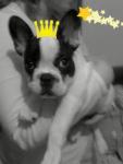 Byblos le bouledogue!