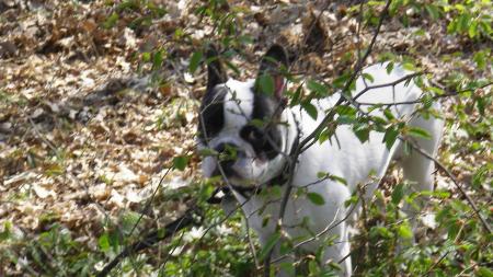 Promenade en foret!