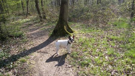 En promenade!